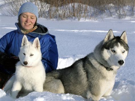 Сибирские Хаски | Siberian Husky : Всё о собаках породы Сибирский Хаски ...
