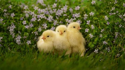 Baby Chick Wallpapers - Top Free Baby Chick Backgrounds - WallpaperAccess