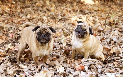 Собака мопс картинки (49 фото)