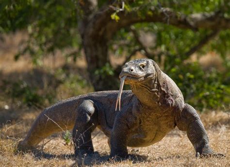 19 Crazy Komodo Dragon Facts - Fact Animal