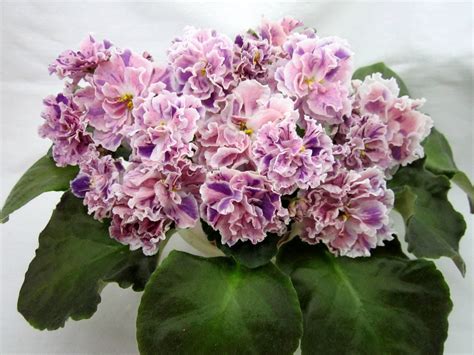 Фиалка айседора - фото и картинки: 66 штук