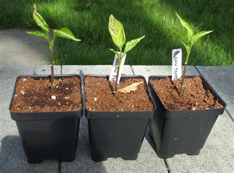 Почему скручиваются листья рассады? Причины и методы борьбы — Ботаничка