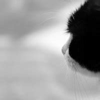 Pussy Wallpapers Desktop Nexus