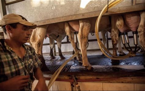 Alrededor De 25 Millones De Mexicanos Toman Leche De Vaca De Jalisco El Informador