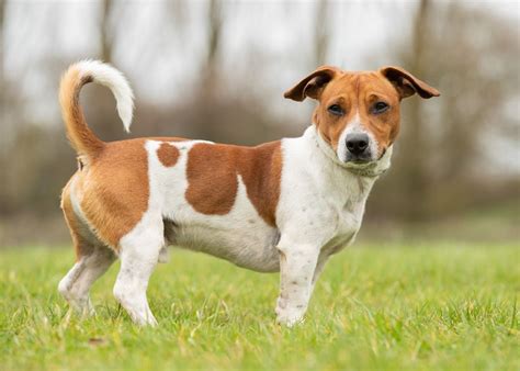 Cute Miniature Jack Russell Terrier Puppies For Sale In Texas L2sanpiero