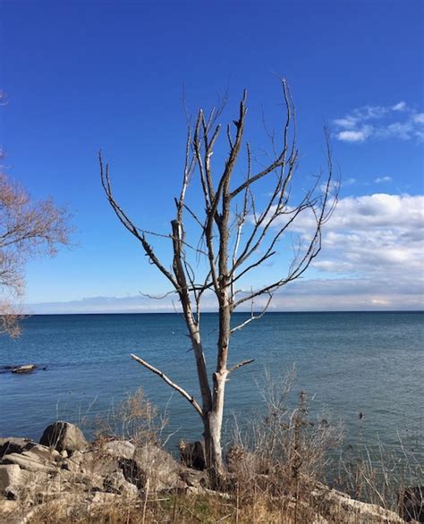 Premium Photo Bare Trees By Sea Against Sky