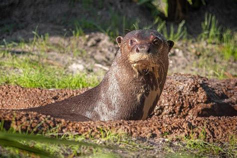 Giant Otter