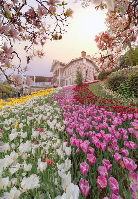 Tulip Festival In Istanbul Turkey Dotz Soh