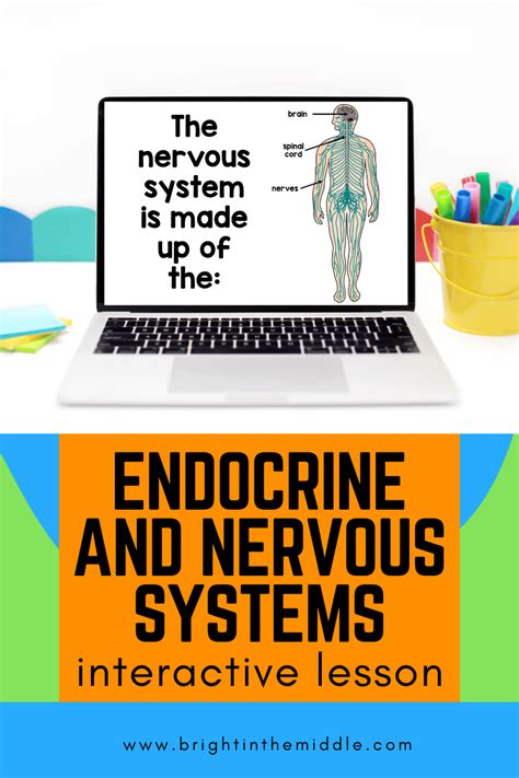 5 WOW Factor Ideas to Teach the Endocrine and Nervous System Relationship - Bright in the Middle