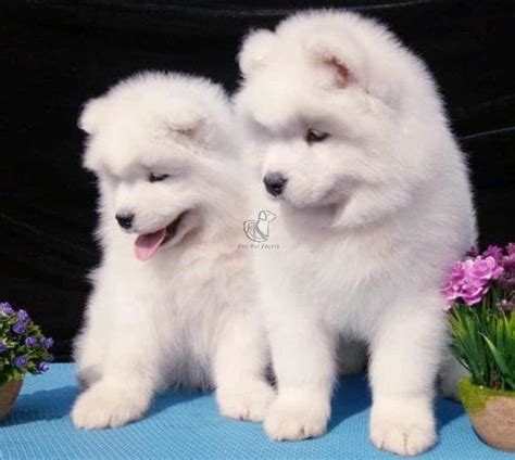 Know The Differences Between Akita And Samoyed Dav Pet Lovers