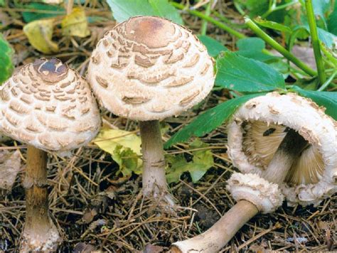 Гриб-зонтик краснеющий (лат. Chlorophyllum rhacodes)