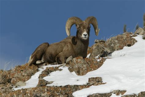 Bighorn Sheep Wallpapers HD Desktop And Mobile Backgrounds