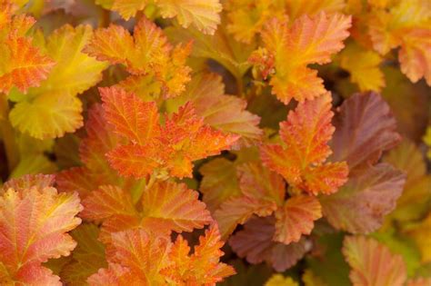 PHYSOCARPUS opulifolius ´Amber Jubilee´ (´Jefam´)Ⓢ FE® | Laubgehölze ...