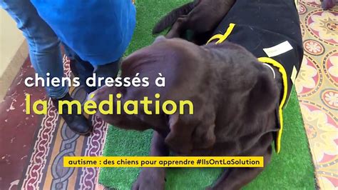 Albi Des Chiens Dress S Pour Aider Les Enfants Autistes Mieux