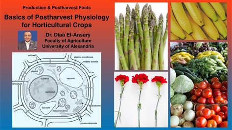 Basics Of Postharvest Physiology For Horticultural Crops Dr Diaa El