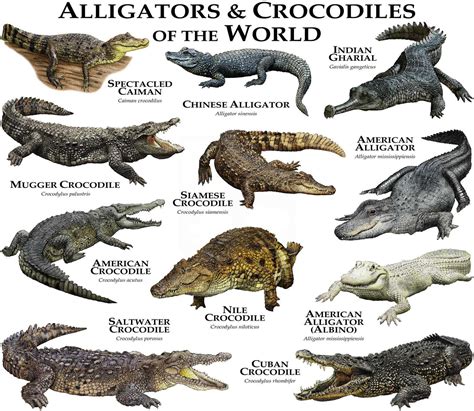 Alligators and Crocodiles of the World Poster Print - Etsy | Crocodile