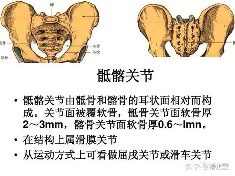 骶髂关节详细解剖（值得收藏） 知乎