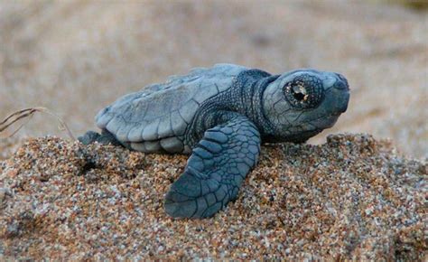 Tortugas Marinas