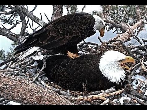 (5) 3-21-19 Big Bear Eagles~ Not On My Back! - YouTube | Eagles, Big