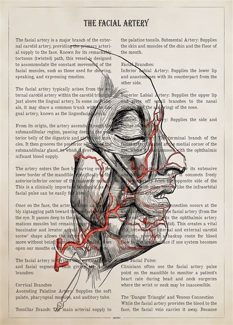 Anatomical Illustration Of The Facial Artery Poster Picture Metal