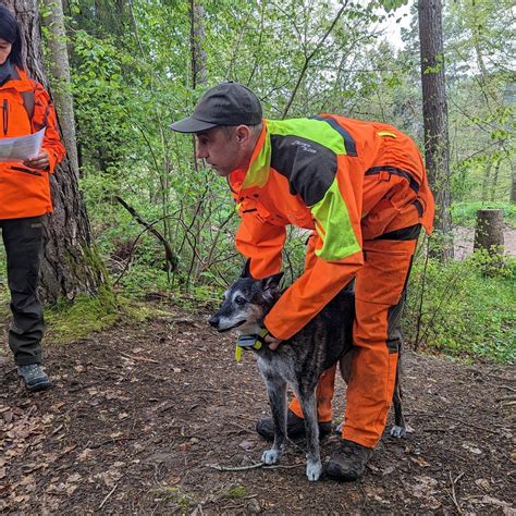 Afrikanische Schweinepest Hund Sp Rt Bei Bung Tote Wildschweine Auf