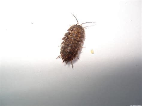 Get Rid of Bed Bugs in Your Home