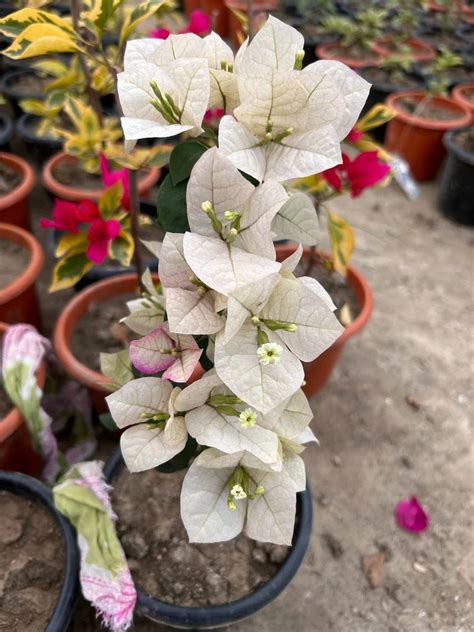White Thailand Chitra Bougainvallya at ₹ 100/plant in South 24 Parganas ...