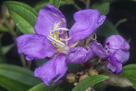 The Wild Purple Melastoma Malabathricum Flower Stock Image Image Of