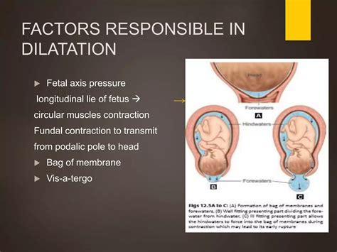 Obstetrics Normal And Problem Pregnancies 6th Edition Free Download 5
