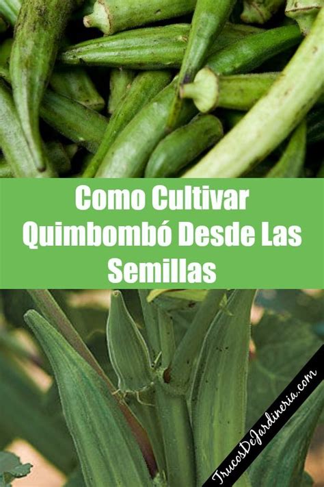 Como Cultivar Quimbombó Desde Las Semillas Quimbombo Cultivar