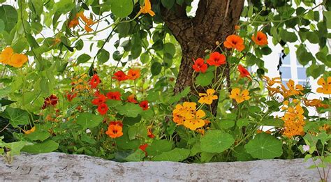 Прекрасная настурция: 5 причин посадить на даче + фото и рецепты с ...