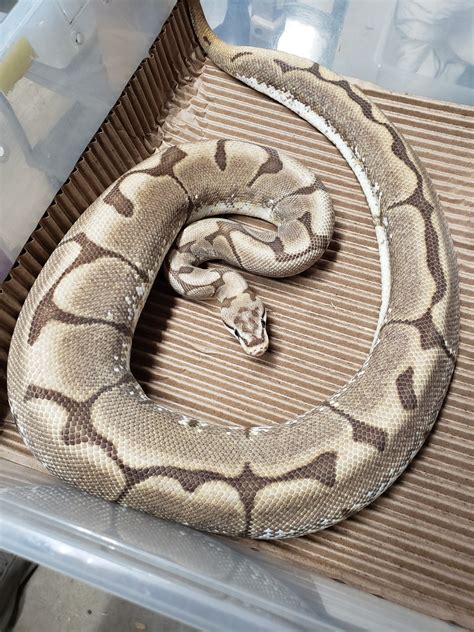 fire spider ball python  snakemans exotics morphmarket