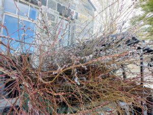 Gathering Pussy Willows The Martha Stewart Blog