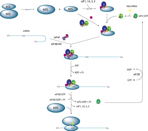 Eukaryotic Translation Initiation Understanding Gene Regulation And