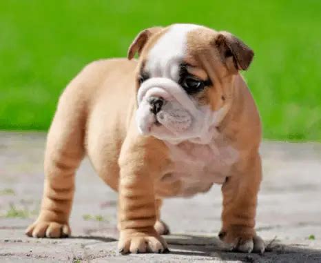 All About the Miniature Bulldog aka the Bull-Pug - Dogable