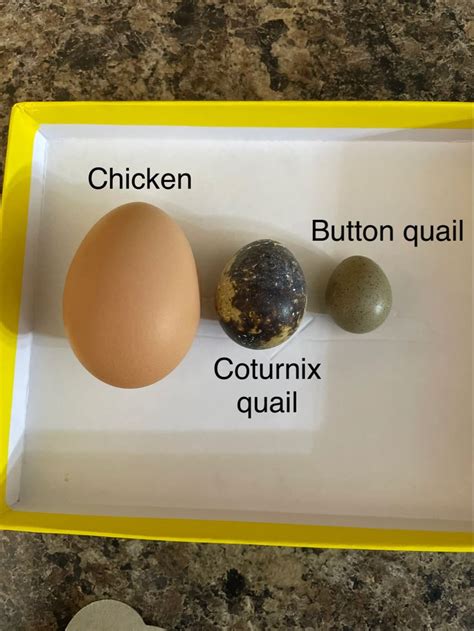 Button Quail Eggs