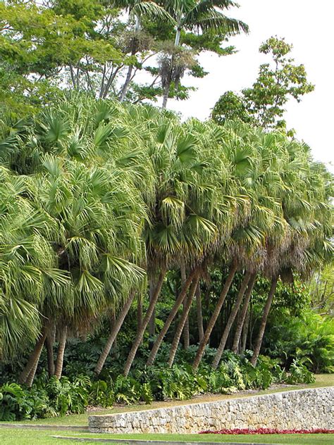 Cabbage Palmetto Palm Tree Sabal Palmetto Urban Perennials