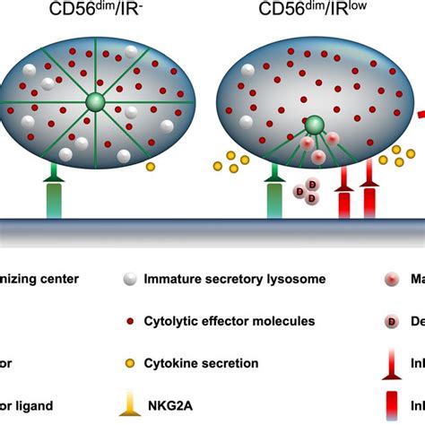 Model Depicting Distinct States Of Human Nk Cell Development Activity