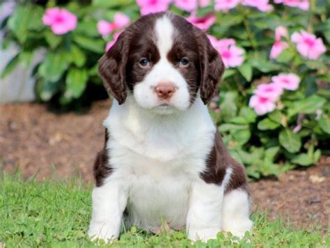 English Springer Spaniel Vs Brittany Breed Comparison