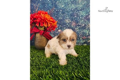 Norman Shih Poo Shihpoo Puppy For Sale Near Fort Wayne Indiana