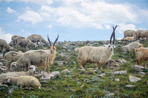 Mountain Goats with Big Horns in the Mountains of Dagestan Stock Photo ...