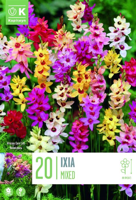Ixia MIXED COLOURS 20 бр. | Луковици от botanika.bg