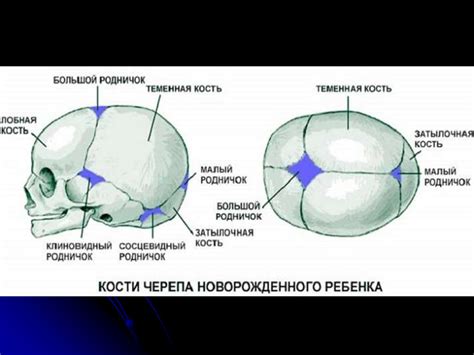 Скелет головы – череп. Лекция № 5 - презентация онлайн