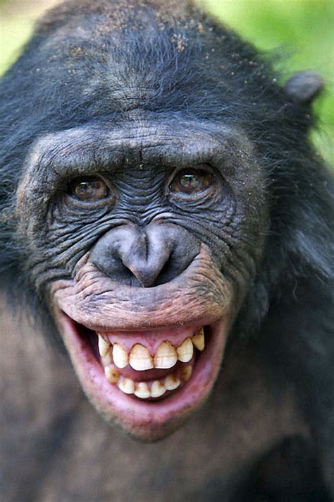 Заповедник “Lola ya Bonobo” в Конго • НОВОСТИ В ФОТОГРАФИЯХ