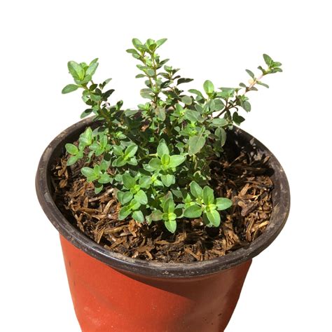 thyme unbeleafable