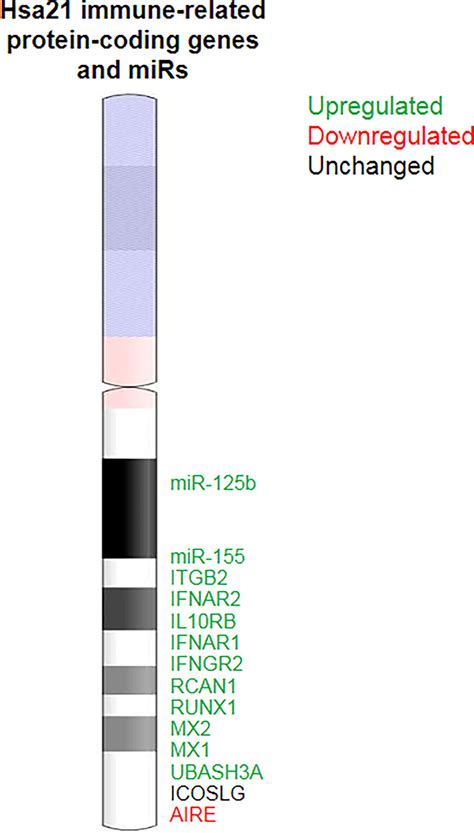 Frontiers Immune Dysregulation And The Increased Risk Of