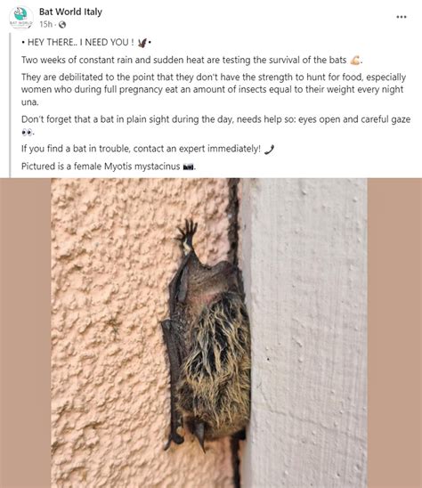 Bat World Italy Emaciated Bat Found Grounded Post Available Bat