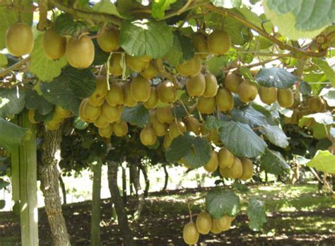 Actinidia Chinensis Golden Kiwi Organic The Seed Vine