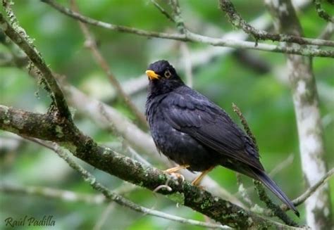 Black thrush - Alchetron, The Free Social Encyclopedia