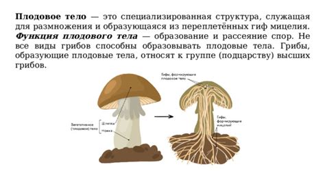 Общая характеристика грибов.